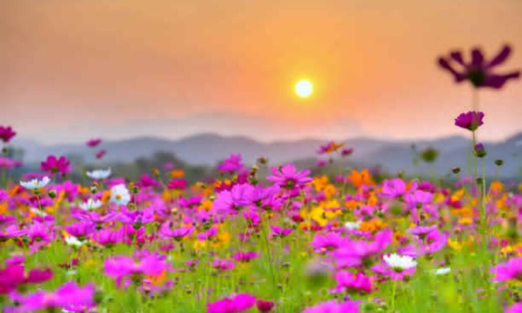 Prayers for Her Relationships and Love